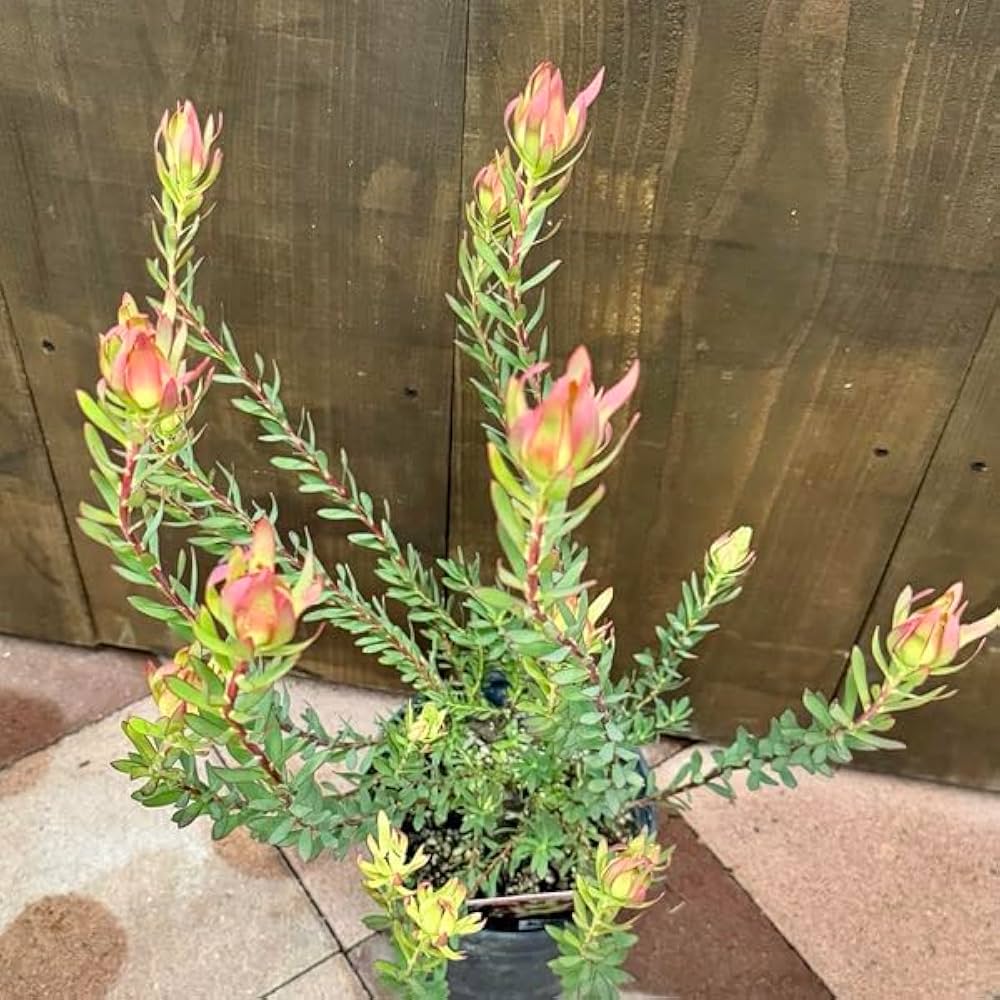Amazon｜鉢花 観葉植物：リューカデンドロン アミー*7号